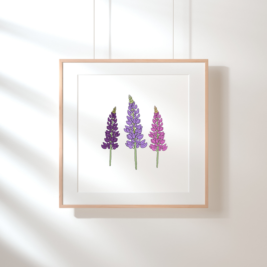Three Lupins
